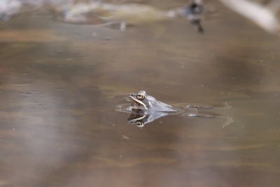 Wood Frog