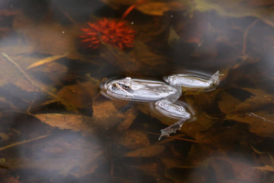 Wood Frog