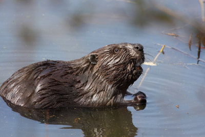 North American beaver (Castor canadensis)