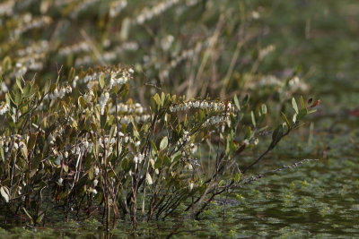 Leatherleaf