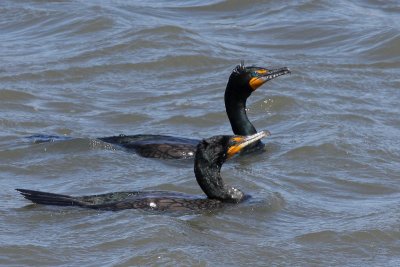 Double-crested Cormorants