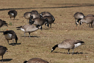 Cackling Goose