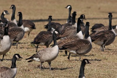 Cackling Goose