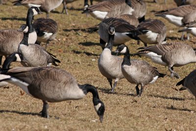 Cackling Geese