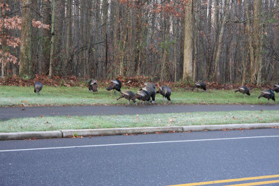 Wild Turkeys