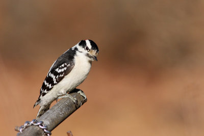 Downy Woodpecker