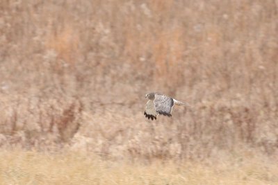 Northern Harrier