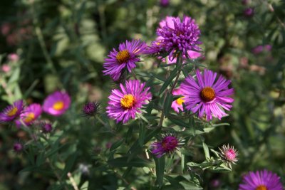 New England Aster