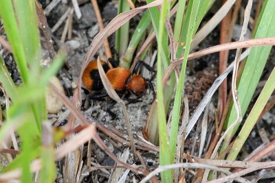 Velvet Ant