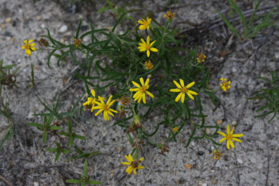Pityopsis falcata- Sickle-leaved Golden Aster