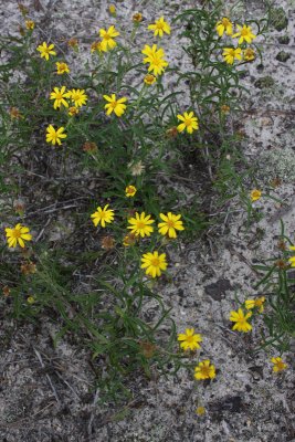 Pityopsis falcata- Sickle-leaved Golden Aster