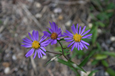 Showy Aster