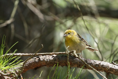 Pine Warbler