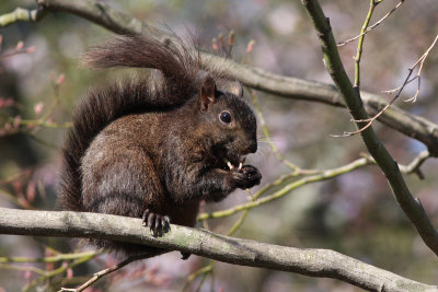Eastern Black Squirrel