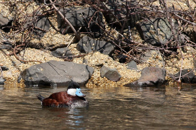Ruddy Duck