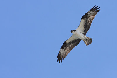 Osprey