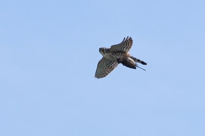 1.IMG_2558.JPG
