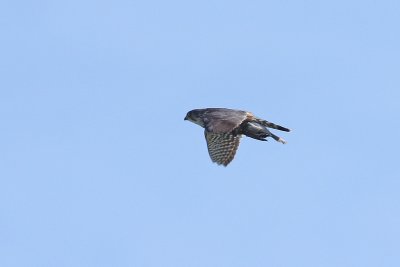 1.IMG_2559.JPG