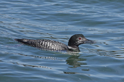 Common Loon