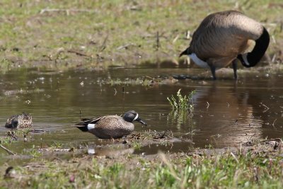 Blue-winged Teal pair with Canada Goose.
