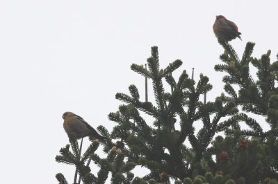 White-winged Crossbills