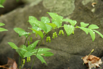Solomon's Seal