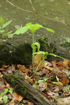 Jack-in-the-Pulpit