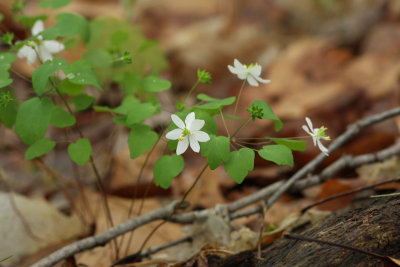 Rue Anemone