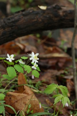 IMG_3181.JPG