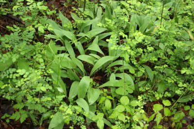 Wild Leek