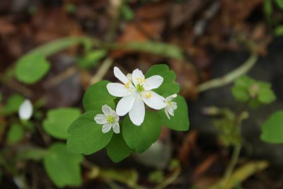 Rue Anemone