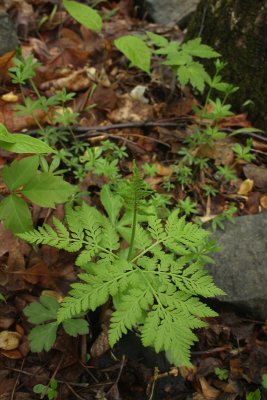 Rattlesnake Fern