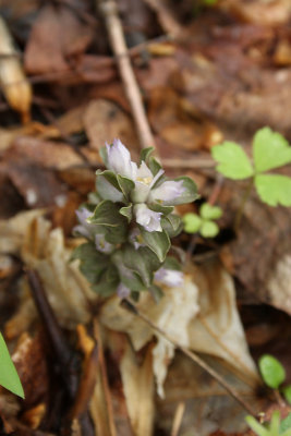 Pennywort (Obolaria virginica)