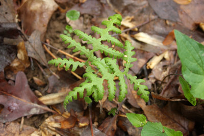 Phegopteris hexagonoptera (Broad Beech Fern)