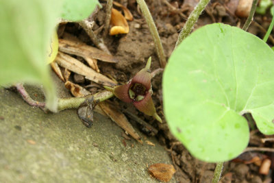 Wild Ginger