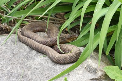 Northern Water Snake