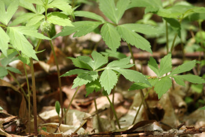 Virginia Waterleaf
