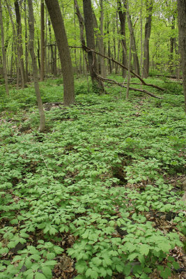 LOTS of Blue Cohosh!