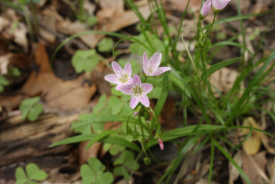 Spring Beauty
