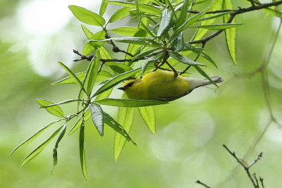 Blue-winged Warbler