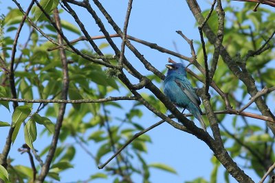 Indigo Bunting