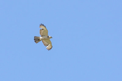 Broad-winged Hawk