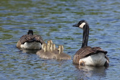 Canada Geese and goslings.