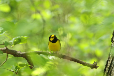 Hooded Warbler