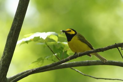 Hooded Warbler