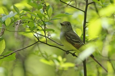 Great Crested Flycatcher