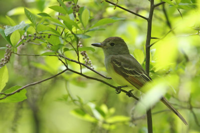 Great Crested Flycatcher