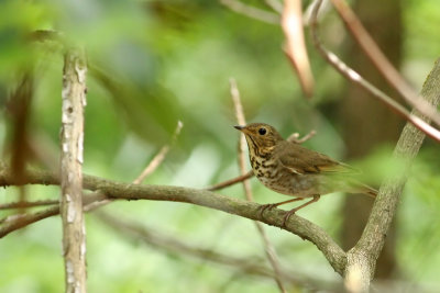Swainson's Thrush