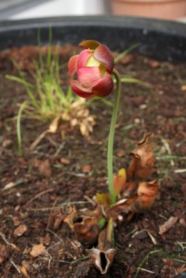 Northern Pitcher Plant