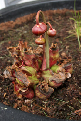 Northern Pitcher Plant